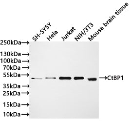 Western Blot
Positive WB detected in: SH-SY5Y whole cell lysate(30µg) , Hela whole cell lysate(30µg) , Jurkat whole cell lysate(30µg) , NIH/3T3 whole cell lysate(30µg) , Mouse brain tissue lysate(30µg) 
All lanes: CtBP1 antibody at 1:1000
Secondary
Goat polyclonal to rabbit IgG at 1/40000 dilution
Predicted band size: 48 kDa
Observed band size: 48 kDa
Exposure time：2min