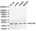 Western Blot
Positive WB detected in: HT-29 whole cell lysate(20µg) ,Jurkat whole cell lysate(20µg) , HepG2 whole cell lysate(20µg) , HEK293 whole cell lysate(20µg) 
All lanes: eIF1AX antibody at 1:1000
Secondary
Goat polyclonal to rabbit IgG at 1/40000 dilution
Predicted band size: 16 kDa
Observed band size: 20 kDa
Exposure time：2min
