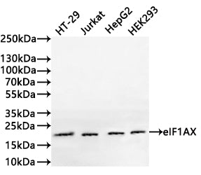Western Blot
Positive WB detected in: HT-29 whole cell lysate(20µg) ,Jurkat whole cell lysate(20µg) , HepG2 whole cell lysate(20µg) , HEK293 whole cell lysate(20µg) 
All lanes: eIF1AX antibody at 1:1000
Secondary
Goat polyclonal to rabbit IgG at 1/40000 dilution
Predicted band size: 16 kDa
Observed band size: 20 kDa
Exposure time：2min