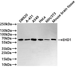 Western Blot
Positive WB detected in: SW620 whole cell lysate(30µg) , A-431 whole cell lysate(30µg) , A549 whole cell lysate(30µg) , HeLa whole cell lysate, NIH/3T3 whole cell lysate(30µg) , Mouse brain tissue lysate(30µg) 
All lanes: EHD1 antibody at 1:1000
Secondary
Goat polyclonal to rabbit IgG at 1/50000 dilution
Predicted band size: 61 kDa
Observed band size: 61 kDa
Exposure time: 3min