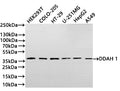 Western Blot
Positive WB detected in: HEK293T whole cell lysate(20µg) ,COLO-205 whole cell lysate(20µg) ,HT-29 whole cell lysate(20µg) , U-251MG whole cell lysate(20µg) ,HepG2 whole cell lysate(20µg) ,A549 whole cell lysate(20µg) 
All lanes: DDAH 1 antibody at 1:1000
Secondary
Goat polyclonal to rabbit IgG at 1/40000 dilution
Predicted band size: 31 kDa
Observed band size: 37 kDa
Exposure time：2min
