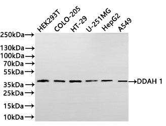 Western Blot
Positive WB detected in: HEK293T whole cell lysate(20µg) ,COLO-205 whole cell lysate(20µg) ,HT-29 whole cell lysate(20µg) , U-251MG whole cell lysate(20µg) ,HepG2 whole cell lysate(20µg) ,A549 whole cell lysate(20µg) 
All lanes: DDAH 1 antibody at 1:1000
Secondary
Goat polyclonal to rabbit IgG at 1/40000 dilution
Predicted band size: 31 kDa
Observed band size: 37 kDa
Exposure time：2min