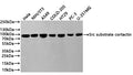Western Blot
Positive WB detected in: Hela whole cell lysate(20µg) , NIH/3T3 whole cell lysate(20µg) , A549 whole cell lysate(20µg) , COLO-205 whole cell lysate(20µg) , HT-29 whole cell lysate(20µg) , PC-3 whole cell lysate(20µg) , U251-MG whole cell lysate(20µg) 
All lanes: Src substrate cortactin antibody at 1:1000
Secondary
Goat polyclonal to rabbit IgG at 1/40000 dilution
Predicted band size: 80 kDa
Observed band size: 80 kDa
Exposure time：1min