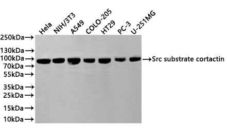 Western Blot
Positive WB detected in: Hela whole cell lysate(20µg) , NIH/3T3 whole cell lysate(20µg) , A549 whole cell lysate(20µg) , COLO-205 whole cell lysate(20µg) , HT-29 whole cell lysate(20µg) , PC-3 whole cell lysate(20µg) , U251-MG whole cell lysate(20µg) 
All lanes: Src substrate cortactin antibody at 1:1000
Secondary
Goat polyclonal to rabbit IgG at 1/40000 dilution
Predicted band size: 80 kDa
Observed band size: 80 kDa
Exposure time：1min