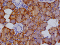 IHC image of CSB-RA548305A0HU diluted at 1:100 and staining in paraffin-embedded human salivary gland tissue  performed on a Leica BondTM system. After dewaxing and hydration, antigen retrieval was mediated by high pressure in a citrate buffer (pH 6.0) . Section was blocked with 10% normal goat serum 30min at RT. Then primary antibody (1% BSA) was incubated at 4°C overnight. The primary is detected by a Goat anti-rabbit polymer IgG labeled by HRP and visualized using 0.05% DAB.