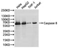 Western Blot, 
Positive WB detected in:Hela whole cell lysate(30µg), HepG2 whole cell lysate(30µg), THP-1 whole cell lysate(30µg), Jurkat whole cell lysate(30µg)
All lanes: Caspase 8 antibody at 1:1000
Secondary
Goat polyclonal to rabbit IgG at 1/40000 dilution
Predicted band size: 55 kDa
Observed band size: 62 kDa
Exposure time：40s