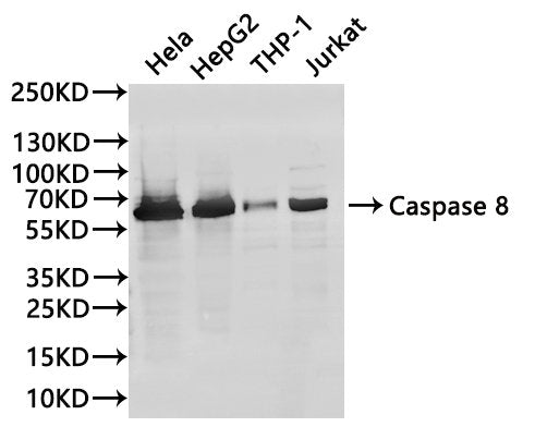 Western Blot, 
Positive WB detected in:Hela whole cell lysate(30µg), HepG2 whole cell lysate(30µg), THP-1 whole cell lysate(30µg), Jurkat whole cell lysate(30µg)
All lanes: Caspase 8 antibody at 1:1000
Secondary
Goat polyclonal to rabbit IgG at 1/40000 dilution
Predicted band size: 55 kDa
Observed band size: 62 kDa
Exposure time：40s
