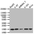 Western Blot
Positive WB detected in: HepG2 whole cell lysate,U87 whole cell lysate,RAW264.7 whole cell lysate,U251 whole cell lysate,Hela whole cell lysate
All lanes: LC3B antibody at 1:500
Secondary
Goat polyclonal to rabbit IgG at 1/50000 dilution
Predicted band size: 15 kDa
Observed band size: 15 kDa