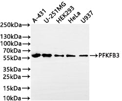 Western Blot
Positive WB detected in: A-431 whole cell lysate(30µg) , U-251MG whole cell lysate(30µg) , HEK293 whole cell lysate(30µg) , HeLa whole cell lysate(30µg) , U937 whole cell lysate(30µg) 
All lanes: PFKFB3 antibody at 1:1000
Secondary
Goat polyclonal to rabbit IgG at 1/50000 dilution
Predicted band size: 60 kDa
Observed band size: 60 kDa
Exposure time: 2min