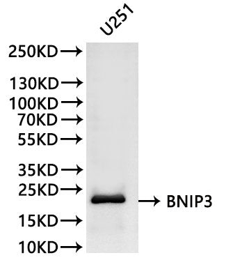Western Blot
Positive WB detected in: U-251MG whole cell lysate(30µg)
All lanes:BNIP3 antibody at 1:1000
Secondary
Goat polyclonal to rabbit IgG at 1/40000 dilution
Predicted band size: 22 kDa
Observed band size: 22 kDa
Exposure time：2min