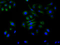 Immunofluorescence staining of Hela cell with CSB-RA554340A0HU at 1:50, counter-stained with DAPI. The cells were fixed in 4% formaldehyde, permeabilized using 0.2% Triton X-100 and blocked in 10% normal Goat Serum. The cells were then incubated with the antibody overnight at 4°C. The secondary antibody was Alexa Fluor 488-congugated AffiniPure Goat Anti-Rabbit IgG(H+L) .