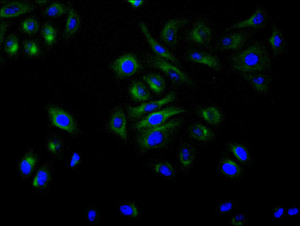 Immunofluorescence staining of Hela cell with CSB-RA554340A0HU at 1:50, counter-stained with DAPI. The cells were fixed in 4% formaldehyde, permeabilized using 0.2% Triton X-100 and blocked in 10% normal Goat Serum. The cells were then incubated with the antibody overnight at 4°C. The secondary antibody was Alexa Fluor 488-congugated AffiniPure Goat Anti-Rabbit IgG(H+L) .