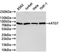 Western Blot
Positive WB detected in: K562 whole cell lysate(30µg) ,Jurkat whole cell lysate(30µg) ,Hela whole cell lysate(30µg) ,THP-1 whole cell lysate(30µg) 
All lanes: ATG7 antibody at 1:1000
Secondary
Goat polyclonal to rabbit IgG at 1/40000 dilution
Predicted band size: 78 kDa
Observed band size: 78kDa
Exposure time：1min