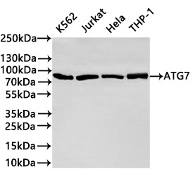 Western Blot
Positive WB detected in: K562 whole cell lysate(30µg) ,Jurkat whole cell lysate(30µg) ,Hela whole cell lysate(30µg) ,THP-1 whole cell lysate(30µg) 
All lanes: ATG7 antibody at 1:1000
Secondary
Goat polyclonal to rabbit IgG at 1/40000 dilution
Predicted band size: 78 kDa
Observed band size: 78kDa
Exposure time：1min