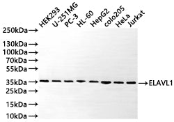 Western Blot
Positive WB detected in: HEK293 whole cell lysate(30µg) , U-251MG whole cell lysate(30µg) , PC-3 whole cell lysate(30µg) , HL-60 whole cell lysate(30µg) , HepG2 whole cell lysate(30µg) , COLO205 whole cell lysate(30µg) , HeLa whole cell lysate(30µg) , Jurkat whole cell lysate(30µg) 
All lanes: ELAVL1 antibody at 1:1000
Secondary
Goat polyclonal to rabbit IgG at 1/50000 dilution
Predicted band size: 36 kDa
Observed band size: 36 kDa
Exposure time: 10s