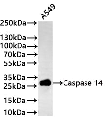 Western Blot
Positive WB detected in: A549 whole cell lysate(20µg) 
All lanes: Caspase 14 antibody at 1:1000
Secondary
Goat polyclonal to rabbit IgG at 1/40000 dilution
Predicted band size: 28 kDa
Observed band size: 28-30 kDa
Exposure time：1min30s