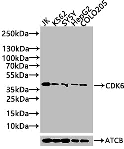 Western Blot
Positive WB detected in: JK whole cell lysate(20µg) , K562 whole cell lysate(20µg) , SY5Y whole cell lysate(20µg) , HepG2 whole cell lysate(20µg) , COLO205 whole cell lysate(20µg) 
All lanes: CDK6 antibody at 1:1000
Secondary
Goat polyclonal to rabbit IgG at 1/40000 dilution
Predicted band size: 37 kDa
Observed band size: 37 kDa
Exposure time: 120s