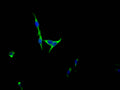 Immunofluorescence staining of HepG2 Cells with CSB-RA555849A0HU at 1:50, counter-stained with DAPI. The cells were fixed in 4% formaldehyde, permeated by 0.2% TritonX-100, and blocked in 10% normal Goat Serum. The cells were then incubated with the antibody overnight at 4℃. Nuclear DNA was labeled in blue with DAPI. The secondary antibody was FITC-conjugated AffiniPure Goat Anti-Rabbit IgG (H+L) .