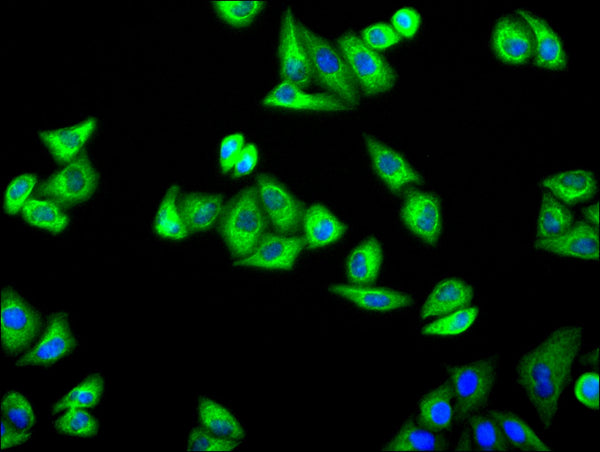 Immunofluorescence staining of Hela cell with CSB-RA556953A0HU at 1:50, counter-stained with DAPI. The cells were fixed in 4% formaldehyde, permeabilized using 0.2% Triton X-100 and blocked in 10% normal Goat Serum. The cells were then incubated with the antibody overnight at 4°C. The secondary antibody was Alexa Fluor 488-congugated AffiniPure Goat Anti-Rabbit IgG(H+L) .