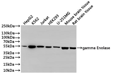 Western Blot
Positive WB detected in: HepG2 whole cell lysate(30µg), K562 whole cell lysate(30µg), Jurkat whole cell lysate(30µg), HEK293 whole cell lysate(30µg), U-251MG whole cell lysate(30µg), Mouse brain tissue lysate(30µg), Rat brain tissue lysate(30µg)
All lanes: gamma Enolase antibody at 1:1000
Secondary
Goat polyclonal to rabbit IgG at 1/40000 dilution
Predicted band size: 47 kDa
Observed band size: 47 kDa
Exposure time：1min