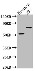 GABRA5 Antibody – Figure 1 of 2