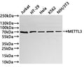 Western Blot
Positive WB detected in: Jurkat whole cell lysate(30µg) ,HT-29 whole cell lysate(30µg) ,Hela whole cell lysate(30µg) ,K562 whole cell lysate(30µg) ,NIH/3T3 whole cell lysate(30µg) 
All lanes: METTL3 antibody at 1:1000
Secondary
Goat polyclonal to rabbit IgG at 1/40000 dilution
Predicted band size: 64 kDa
Observed band size: 70 kDa
Exposure time：2min