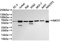 Western Blot
Positive WB detected in: PC-3 whole cell lysate(30µg) ,Jurkat whole cell lysate(30µg) , Raji whole cell lysate(30µg) , K562 whole cell lysate(30µg) ,MCF-7 whole cell lysate(30µg) ,A431 whole cell lysate(30µg) ,NIH/3T3 whole cell lysate(30µg) 
All lanes: ABCE1 antibody at 1:1000
Secondary
Goat polyclonal to rabbit IgG at 1/40000 dilution
Predicted band size: 67 kDa
Observed band size: 67 kDa
Exposure time：2min