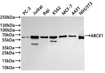 Western Blot
Positive WB detected in: PC-3 whole cell lysate(30µg) ,Jurkat whole cell lysate(30µg) , Raji whole cell lysate(30µg) , K562 whole cell lysate(30µg) ,MCF-7 whole cell lysate(30µg) ,A431 whole cell lysate(30µg) ,NIH/3T3 whole cell lysate(30µg) 
All lanes: ABCE1 antibody at 1:1000
Secondary
Goat polyclonal to rabbit IgG at 1/40000 dilution
Predicted band size: 67 kDa
Observed band size: 67 kDa
Exposure time：2min
