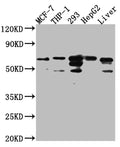 FAAH Antibody – Figure 1 of 2