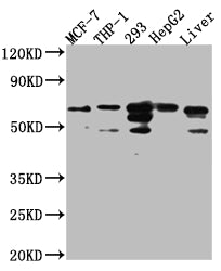 FAAH Antibody – Figure 1 of 2