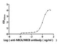 The Binding Activity of Human MICB with Anti-MICA/B Recombinant AntibodyActivity: Measured by its binding ability in a functional ELISA. Immobilized Human MICB (CSB-MP6145HU) at 2 μg/mL can bind Anti-MICA/B recombinant antibody. The EC<sub>50</sub> is 1.087-1.369 ng/mL.