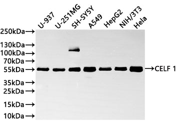 Western Blot
Positive WB detected in: U-937 whole cell lysate(20µg) ,U-251MG whole cell lysate(20µg) , SH-SY5Y whole cell lysate(20µg) , A549 whole cell lysate(20µg) ,HepG2 whole cell lysate(20µg) ,NIH/3T3 whole cell lysate(20µg) ,Hela whole cell lysate(20µg) 
All lanes: CELF 1 antibody at 1:1000
Secondary
Goat polyclonal to rabbit IgG at 1/40000 dilution
Predicted band size: 52 kDa
Observed band size: 55 kDa
Exposure time：1min20s