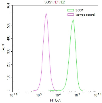 Overlay Peak curve showing Hela cells stained with CSB-RA561936A0HU (red line) at 1:50. The cells were fixed in 4% formaldehyde and permeated by 0.2% TritonX-100. Then 10% normal goat serum to block non-specific protein-protein interactions followed by the antibody (1µg/1*10 6 cells) for 45min at 4℃. The secondary antibody used was FITC-conjugated Goat Anti-rabbit IgG(H+L) at 1:200 dilution for 35min at 4℃.Control antibody (green line) was rabbit IgG (1µg/1*10 6 cells) used under the same conditions.