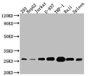 Western Blot
Positive WB detected in: 293 whole cell lysate, HepG2 whole cell lysate, Jurkat whole cell lysate, U-937 whole cell lysate, THP-1 whole cell lysate, Raji whole cell lysate, Mouse Spleen whole cell lysate
All lanes: Bcl-2 antibody at 1:1000
Secondary
Goat polyclonal to rabbit IgG at 1/50000 dilution
Predicted band size: 27, 23 kDa
Observed band size: 27 kDa