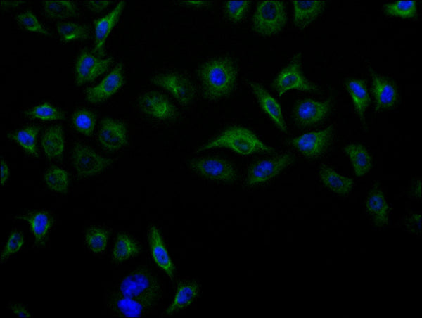 Immunofluorescence staining of Hela cell with CSB-RA564549A0HU at 1:50, counter-stained with DAPI. The cells were fixed in 4% formaldehyde, permeabilized using 0.2% Triton X-100 and blocked in 10% normal Goat Serum. The cells were then incubated with the antibody overnight at 4°C. The secondary antibody was Alexa Fluor 488-congugated AffiniPure Goat Anti-Rabbit IgG(H+L) .