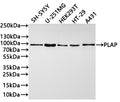 Western Blot
Positive WB detected in: SH-SY5Y whole cell lysate(30µg) , U-251MG whole cell lysate(30µg) , HEK293T whole cell lysate(30µg) , HT-29 whole cell lysate(30µg) , A431 whole cell lysate(30µg) 
All lanes: PLAP antibody at 1:1000
Secondary
Goat polyclonal to rabbit IgG at 1/40000 dilution
Predicted band size: 87 kDa
Observed band size: 87 kDa
Exposure time：1min40s