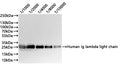 IGLC1 Recombinant Monoclonal Antibody