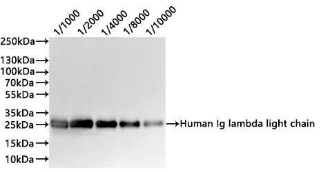 IGLC1 Recombinant Monoclonal Antibody