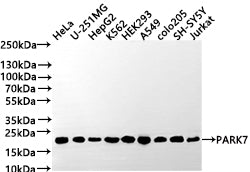 Western Blot
Positive WB detected in: HeLa whole cell lysate(30µg) , U-251MG whole cell lysate(30µg) , HepG2 whole cell lysate, K562 whole cell lysate(30µg) , HEK293 whole cell lysate, A549 whole cell lysate, COLO205 whole cell lysate(30µg) , SH-SY5Y whole cell lysate, Jurkat whole cell lysate(30µg) 
All lanes: PARK7 antibody at 1:1000
Secondary
Goat polyclonal to rabbit IgG at 1/50000 dilution
Predicted band size: 20 kDa
Observed band size: 20 kDa
Exposure time: 2min