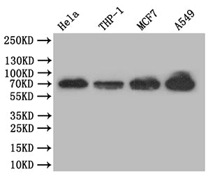 Western Blot
Positive WB detected in: Hela whole cell lysate,  THP-1 whole cell lysate, MCF7 whole cell lysate, A549 whole cell lysate
All lanes: NF-kB p65 antibody at 1:500
Secondary
Goat polyclonal to rabbit IgG at 1/50000 dilution
Predicted band size: 70 kDa
Observed band size: 70 kDa
