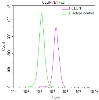 Overlay Peak curve showing HepG2 cells stained with CSB-RA566409A0HU (red line) at 1:100. The cells were fixed in 4% formaldehyde and permeated by 0.2% TritonX-100 for 10min. Then 10% normal goat serum to block non-specific protein-protein interactions followed by the antibody (1ug/1*10 6 cells) for 45min at 4℃.