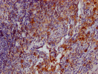 SELPLG Antibody – Figure 1 of 1