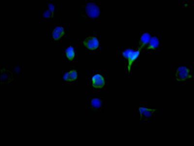 Immunofluorescence staining of MCF7 Cells with CSB-RA567167A0HU at 1:50, counter-stained with DAPI. The cells were fixed in 4% formaldehyde, permeated by 0.2% TritonX-100, and blocked in 10% normal Goat Serum. The cells were then incubated with the antibody overnight at 4℃. Nuclear DNA was labeled in blue with DAPI. The secondary antibody was FITC-conjugated AffiniPure Goat Anti-Rabbit IgG (H+L) .