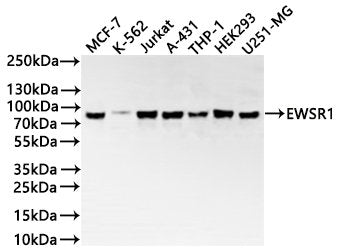 Western Blot
Positive WB detected in: MCF7 whole cell lysate(30µg), K562 whole cell lysate(30µg), Jurkat whole cell lysate(30µg), A431 whole cell lysate(30µg), THP-1 whole cell lysate(30µg), HEK293 whole cell lysate(30µg), U251MG whole cell lysate(30µg)
All lanes:EWSR1 antibody at 1:1000
Secondary
Goat polyclonal to rabbit IgG at 1/40000 dilution
Predicted band size: 68 kDa
Observed band size: 85 kDa
Exposure time：2min