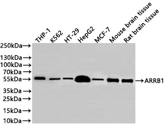 Western Blot
Positive WB detected in: THP-1 whole cell lysate(30µg) , K562 whole cell lysate(30µg) , HT-29 whole cell lysate(30µg) , HepG2 whole cell lysate(30µg) , MCF-7 whole cell lysate(30µg) , Mouse brain tissue lysate(30µg) , Rat brain tissue lysate(30µg) 
All lanes: ARRB1 antibody at 1:1000
Secondary
Goat polyclonal to rabbit IgG at 1/40000 dilution
Predicted band size: 47 kDa
Observed band size: 55 kDa
Exposure time：2min
