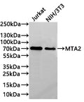 Western Blot
Positive WB detected in: Jurkat whole cell lysate(30µg) , NIH/3T3 whole cell lysate(30µg) 
All lanes: MTA2 antibody at 1:1000
Secondary
Goat polyclonal to rabbit IgG at 1/40000 dilution
Predicted band size: 75 kDa
Observed band size: 70 kDa
Exposure time：3min