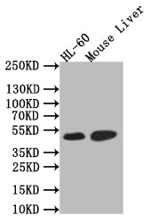 Western Blot
Positive WB detected in: HL-60 whole cell lysate, Rat Liver tissue lysate,
All lanes: HNF-4-alpha antibody at 1:1000
Secondary
Goat polyclonal to rabbit IgG at 1/50000 dilution
Predicted band size: 52 kDa
Observed band size: 52 kDa
