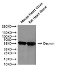 Western Blot, 
Positive WB detected in:Mouse Heart tissue lysate(30µg), Rat Heart lysate(30µg)
All lanes: Desmin antibody at 1:1000
Secondary
Goat polyclonal to rabbit IgG at 1/40000 dilution
Predicted band size: 54 kDa
Observed band size: 54 kDa
Exposure time：120s