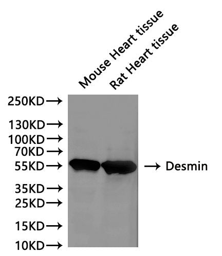 Western Blot, 
Positive WB detected in:Mouse Heart tissue lysate(30µg), Rat Heart lysate(30µg)
All lanes: Desmin antibody at 1:1000
Secondary
Goat polyclonal to rabbit IgG at 1/40000 dilution
Predicted band size: 54 kDa
Observed band size: 54 kDa
Exposure time：120s