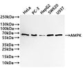 Western Blot
Positive WB detected in: HeLa whole cell lysate(30µg) , PC-3 whole cell lysate(30µg) , Hep-G2 whole cell lysate(30µg) , SW620 whole cell lysate(30µg) , U937 whole cell lysate(30µg) 
All lanes: AMPK alpha 1 antibody at 1:1000
Secondary
Goat polyclonal to rabbit IgG at 1/50000 dilution
Predicted band size: 64 kDa
Observed band size: 64 kDa
Exposure time: 3min